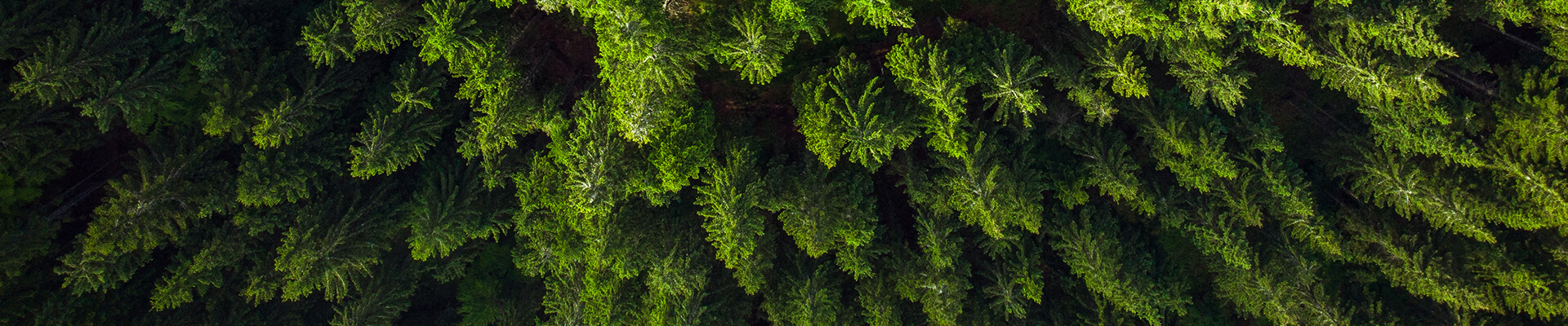 imagen aérea de un bosque 